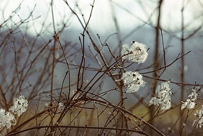 Wollgras vor winterlichen Zweigen