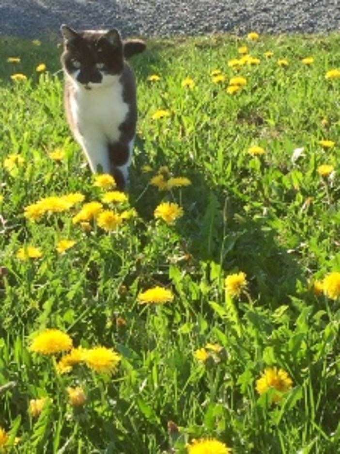 Katze Lucy auf Mäuse jagt