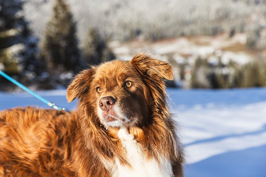 Hund in Schneelandschaft