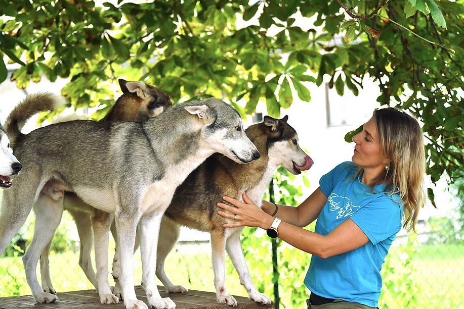 Drei Huskys auf einem Tisch, Frau hält einen Husky an der Brust und spricht mit ihm Drei Huskys auf einem Tisch, Frau hält einen Husky an der Brust und spricht mit ihm
