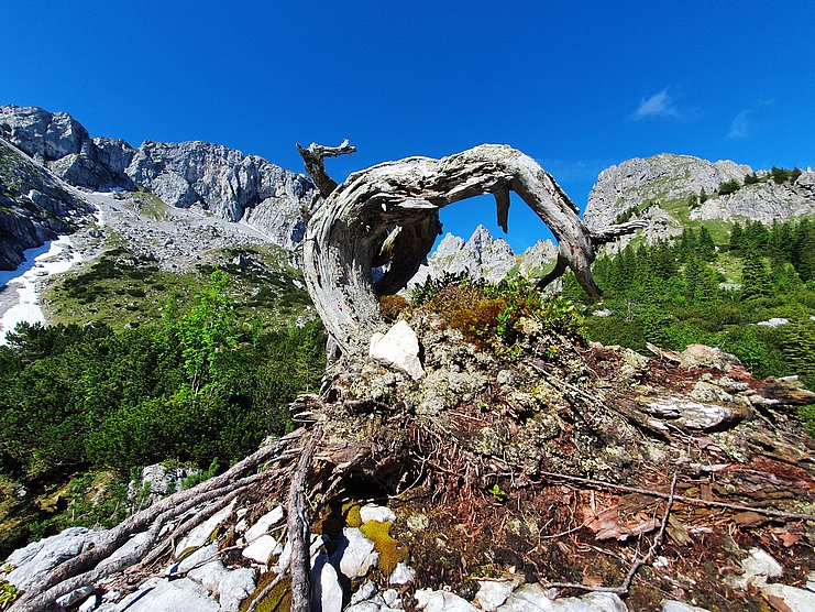 Wandern Wasserläufer Allgäu