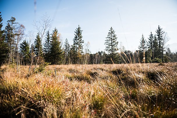Wiese und Bäume im Tiefenberger Moos