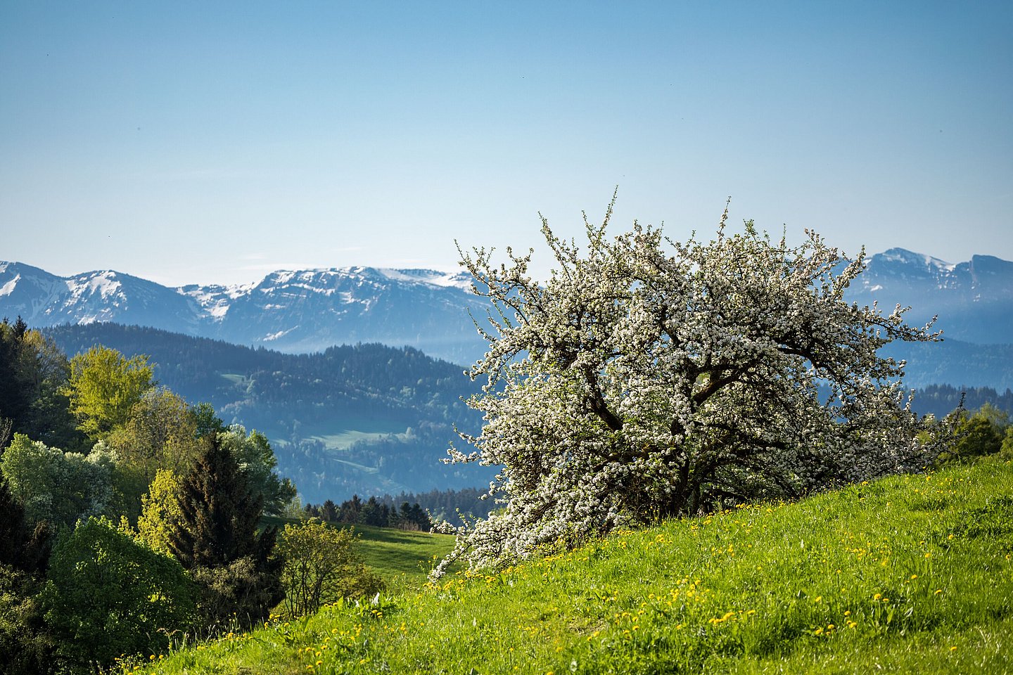 Blühende Obstbäume auf einer Wiese in Scheidegg, im Hintergrund verschneite Berge