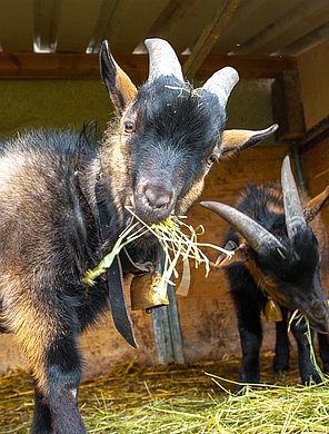 Ferienhof Tronsberg Tiere-9