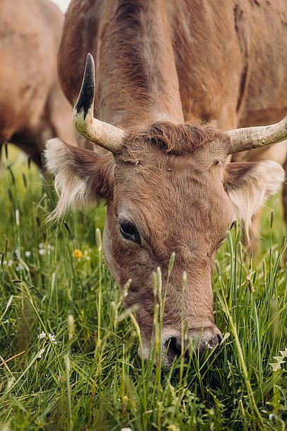 Kuh frisst Gras auf Weide im Allgäu