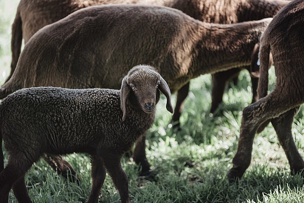 Sie gehören zu den gefährdeten Rassen: die braunen Bergschafe