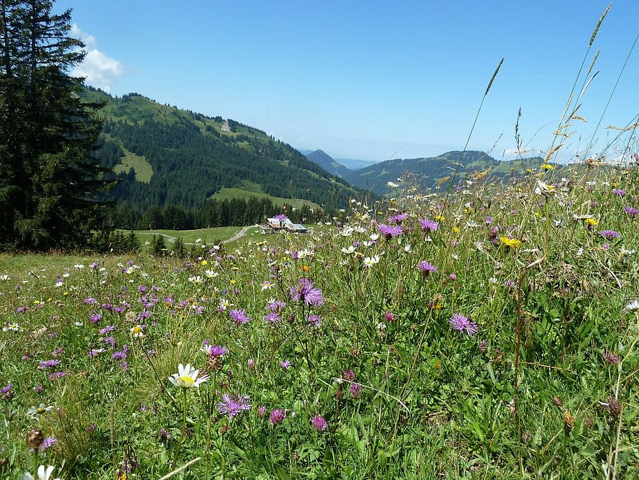 Herrliche Blumenwiesen erwarten Sie im Allgäu