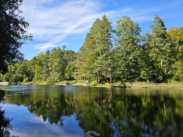 Im Mittersee spiegeln sich die Bäume