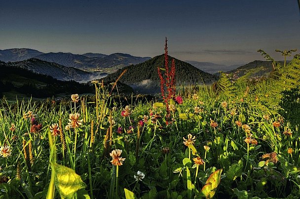 Oberstaufen_Bergwiese