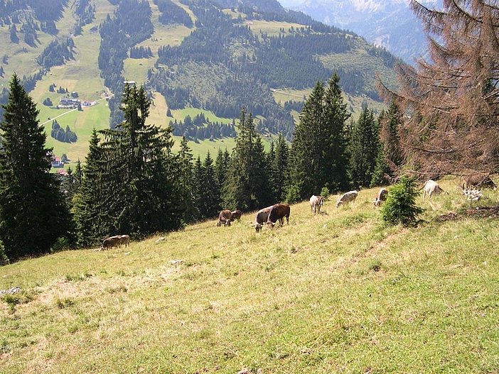Sommer