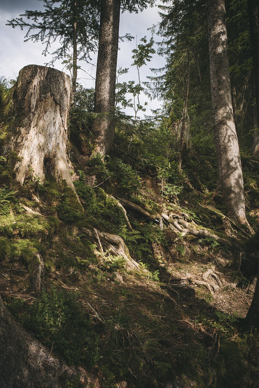 Waldhang bedeckt mit dicken Wurzeln