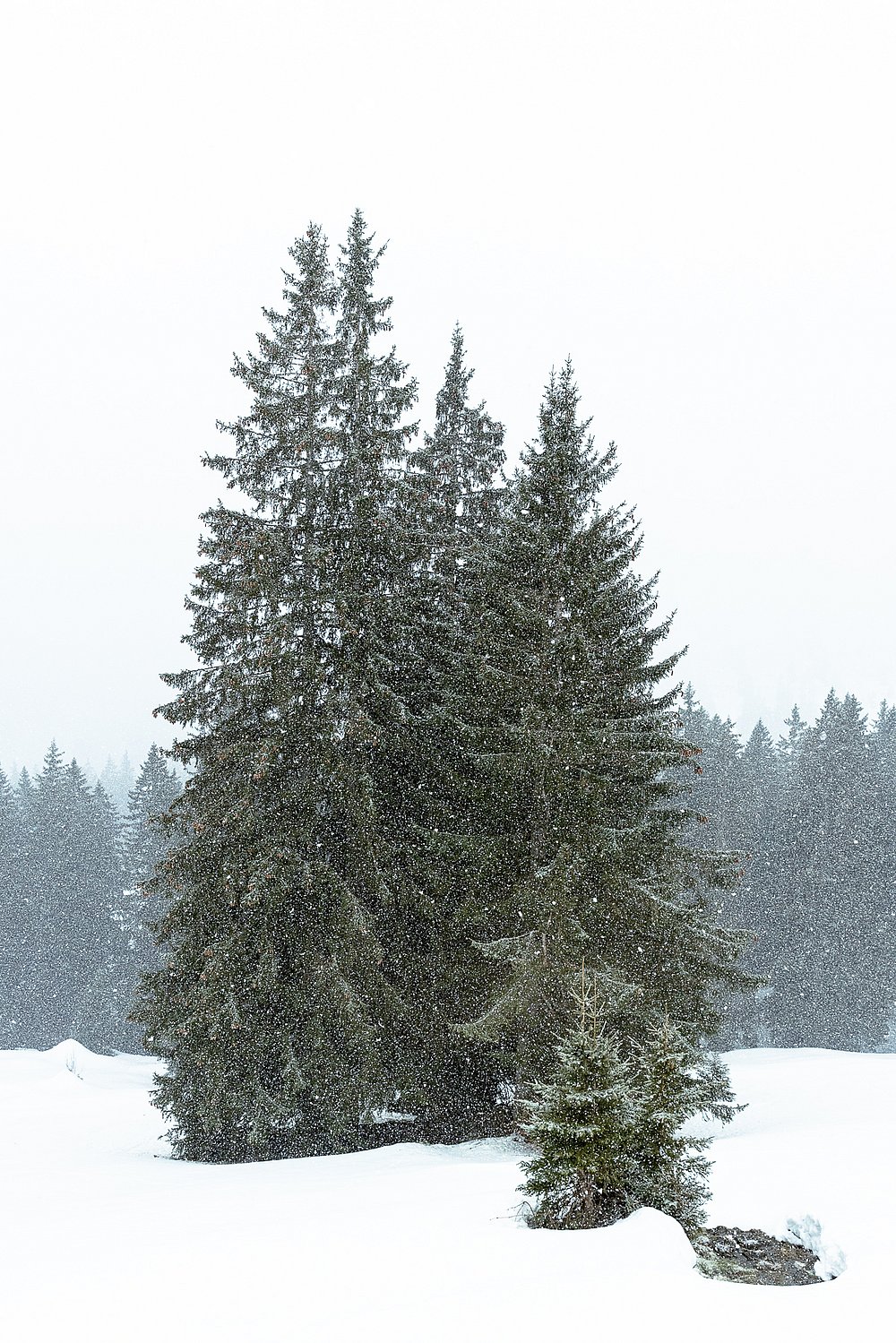 Fichten im Schnee