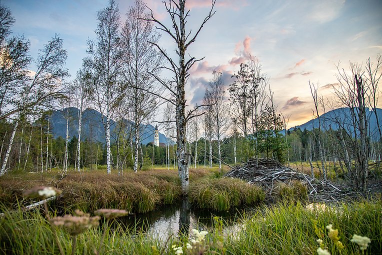 Pfrontener Moor
