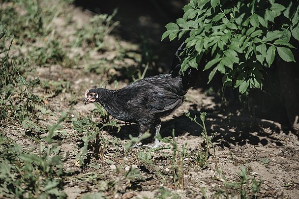 Das original Augsburger Huhn ist die einzige in Bayern gezüchtete Rasse