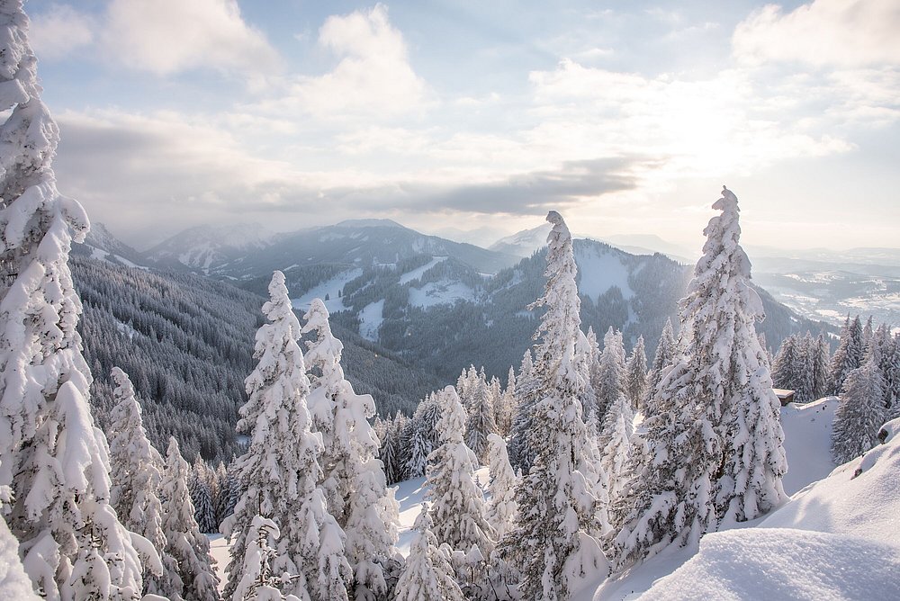 Schneebedeckte Bäume auf der Alpspitze, im Vordergrund glitzert der Neuschnee, Blick aufs Tal