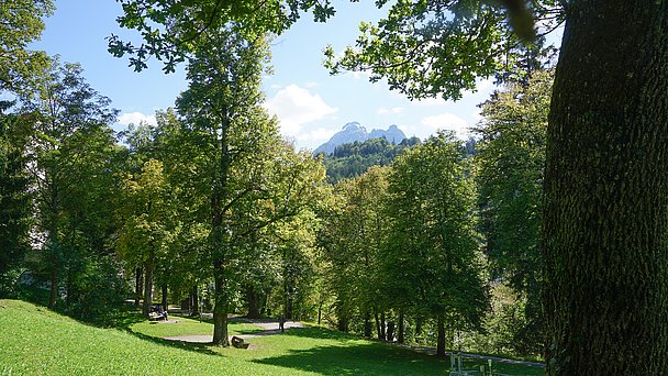 Parkansicht vom Baumgarten mit Wiese und Bäumen, im Hintergrund ein Gipfel