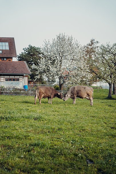 Idylle auf dem Schwärzler Hof im Allgäu mit Kühen