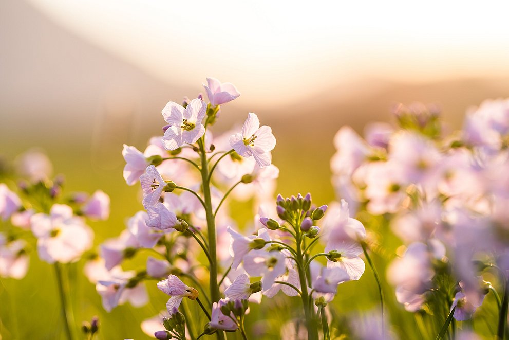 Blumen im warmen Sonnenlicht