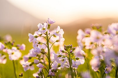 Blumen im warmen Sonnenlicht