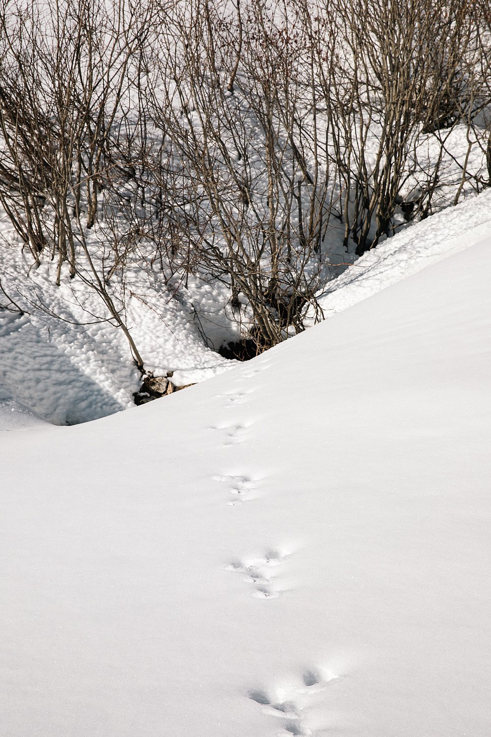 Spuren schlängeln sich durch den Schnee in Grasgehren. Gemeinsam mit Rangerin Britta Löw lernen wir die Spuren zu entdecken und zu deuten
