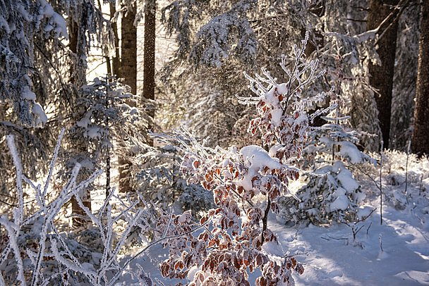 Die Sonne strahlt durch den verschneiten Wald Die Sonne strahlt durch den verschneiten Wald
