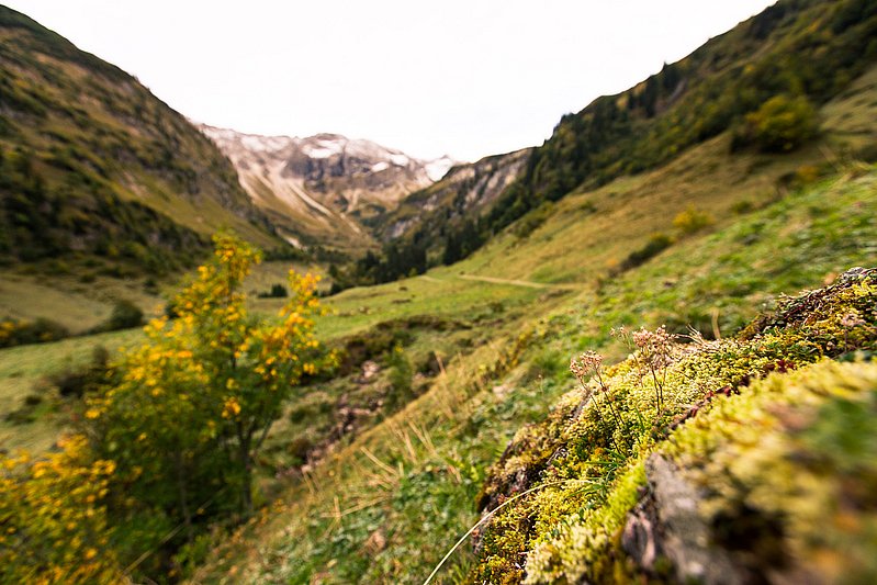 Moos und Flechten auf einem Stein im Vordergrund, im Hintergrund das Bärgündletal