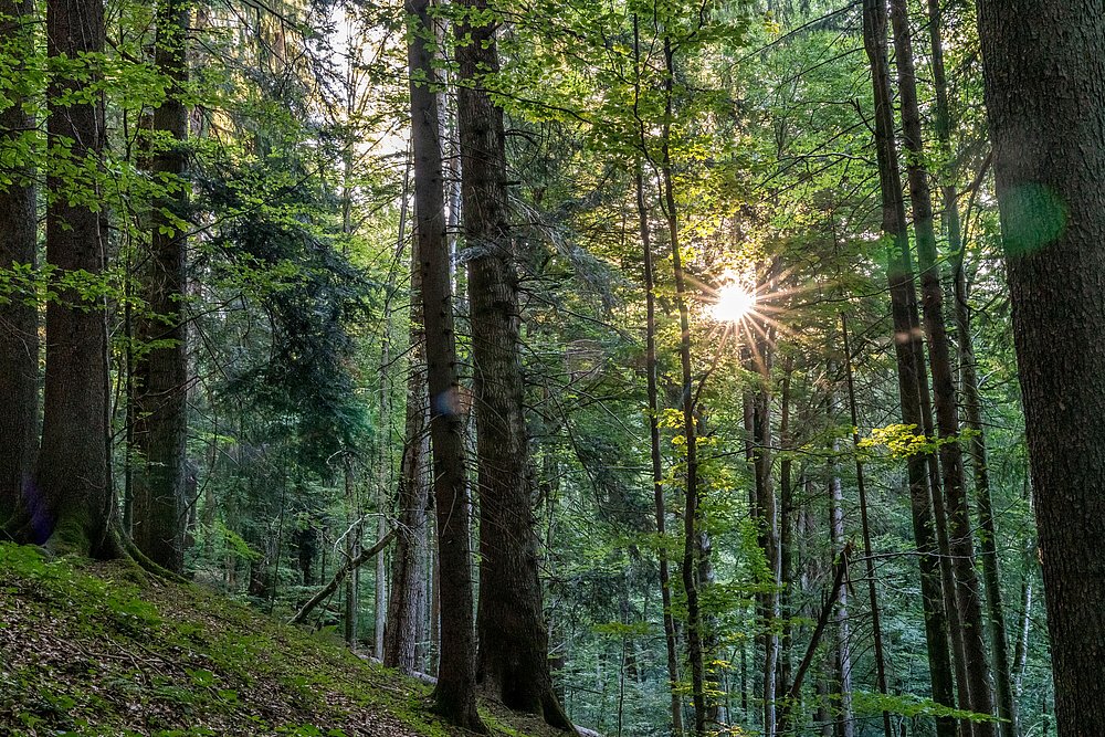 Die Sonne scheint im Wald zwischen Bäumen hindurch