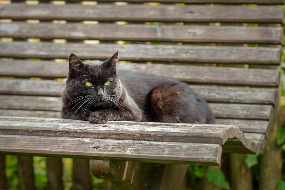Hauskatze Leni