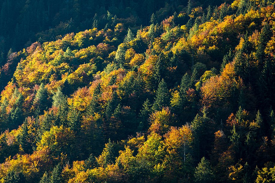 Herbstwald am Immenstädter Horn