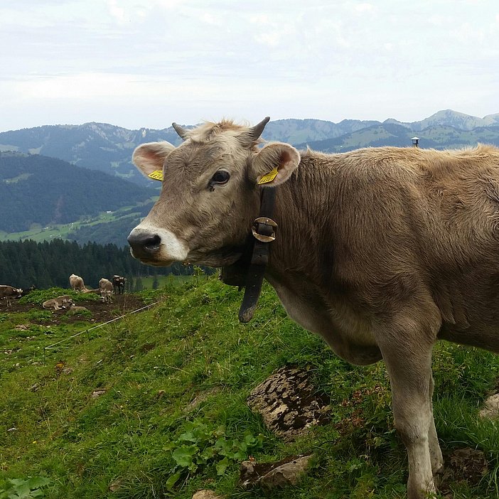 Unsere "Schumpen"