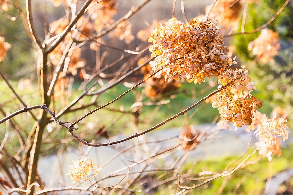 Getrocknete Blüten von der Sonne angeschienen