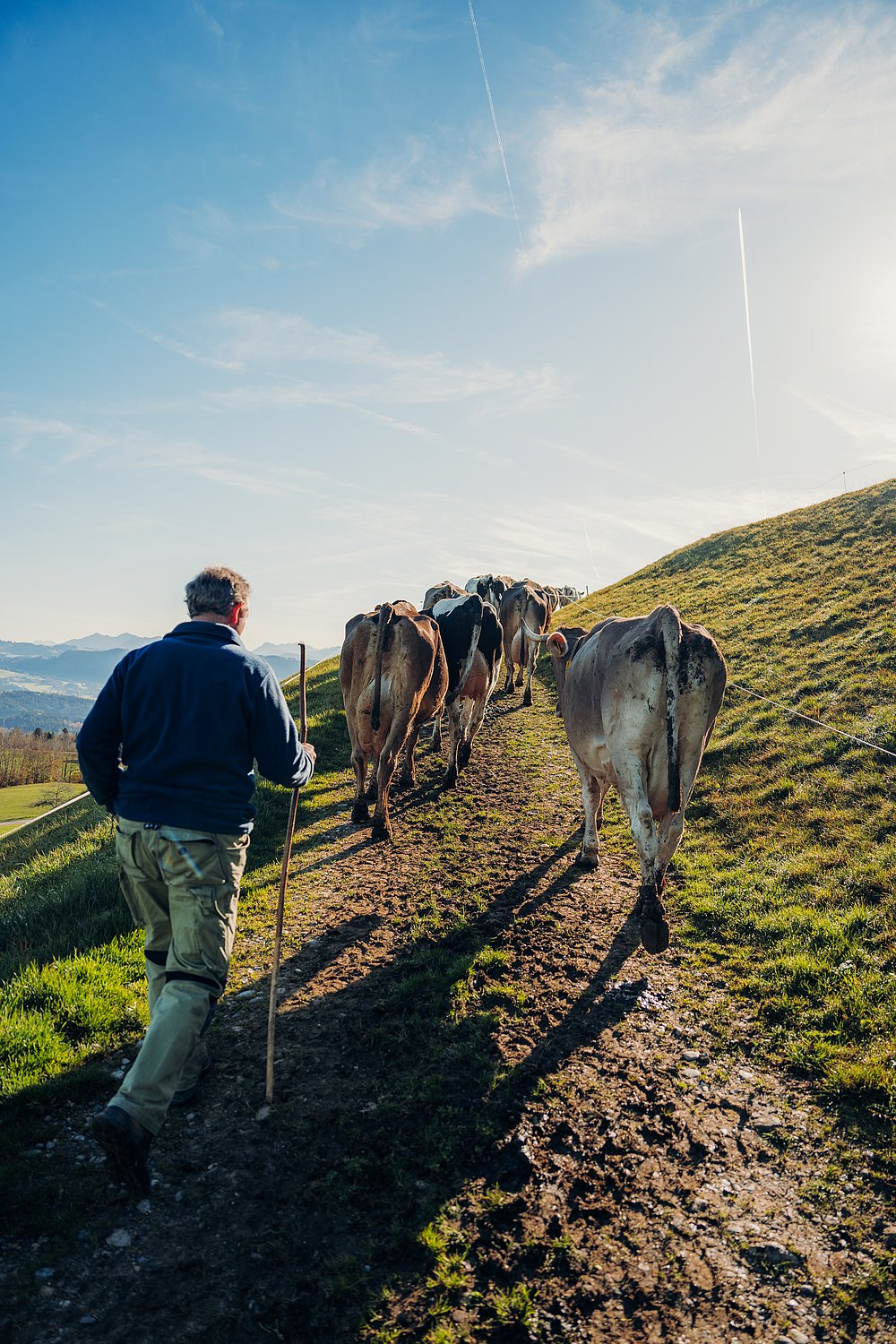 Kühe auf dem Weg zur Herbstweide