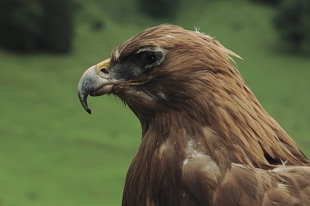 Kopf eines Steinadlers