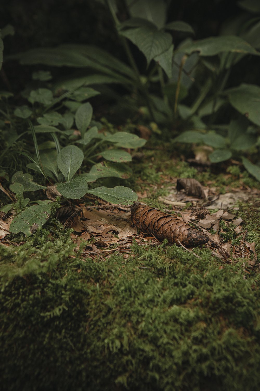 Tannenzapfen auf saftigem Waldboden