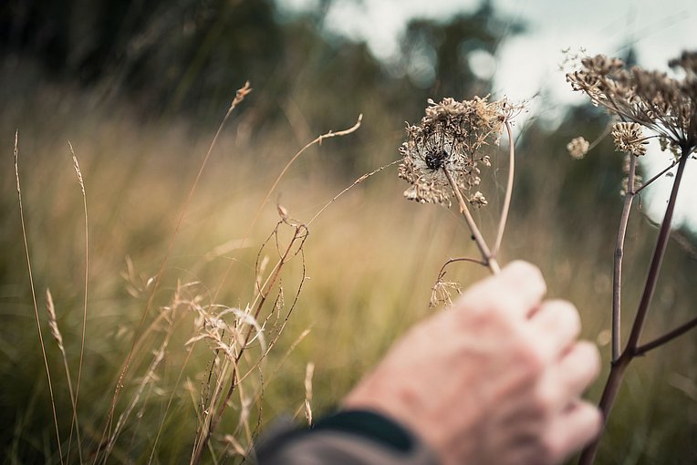 Hand greift nach Pflanze mit Spinne
