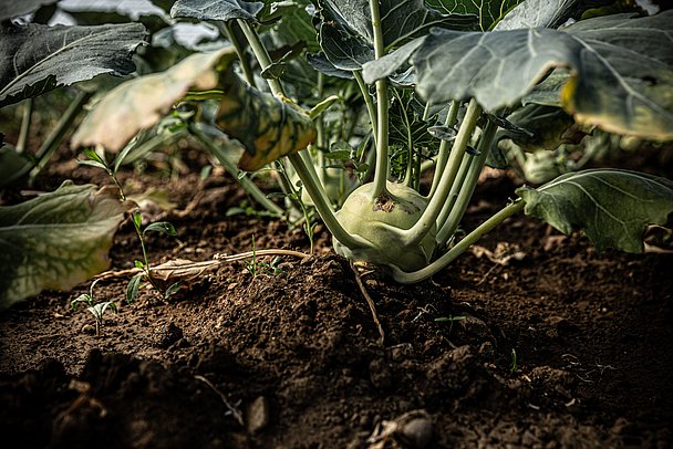 Kohlrabi zum selber ernten im Reisach Früchtegarten