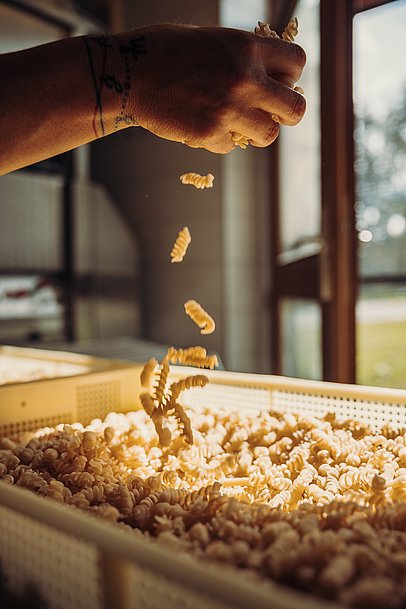 die "kleinen Spindeln" - Fusilli werden im Deutschen meist Spirelli genannt 