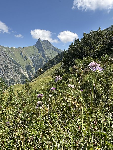 Die Gipfel der Höfats mit Alpenblumen im Vordergrund