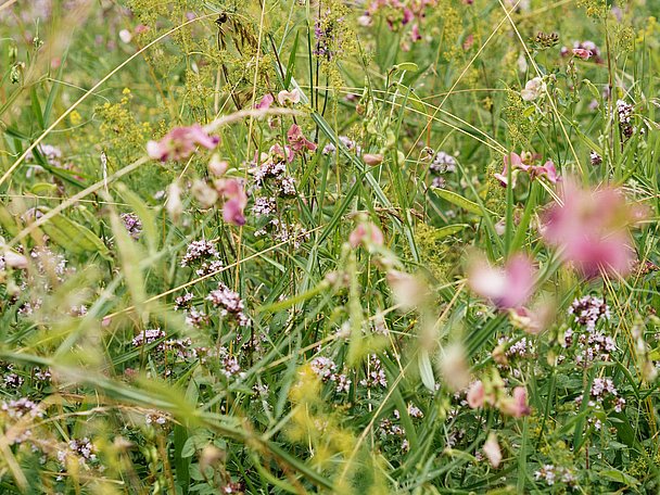 Eine Blumenwiese am Iller-Radweg