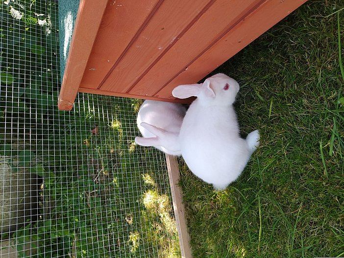 Zwergkaninchen