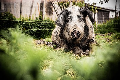 Allgäuer Weideschwein