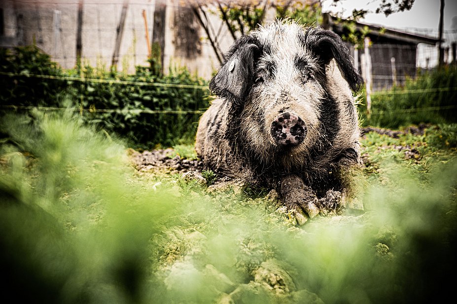 Allgäuer Weideschwein