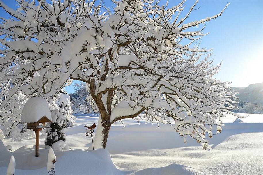 unser Apfelbaum im Winter