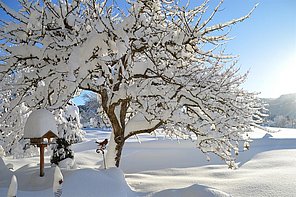unser Apfelbaum im Winter