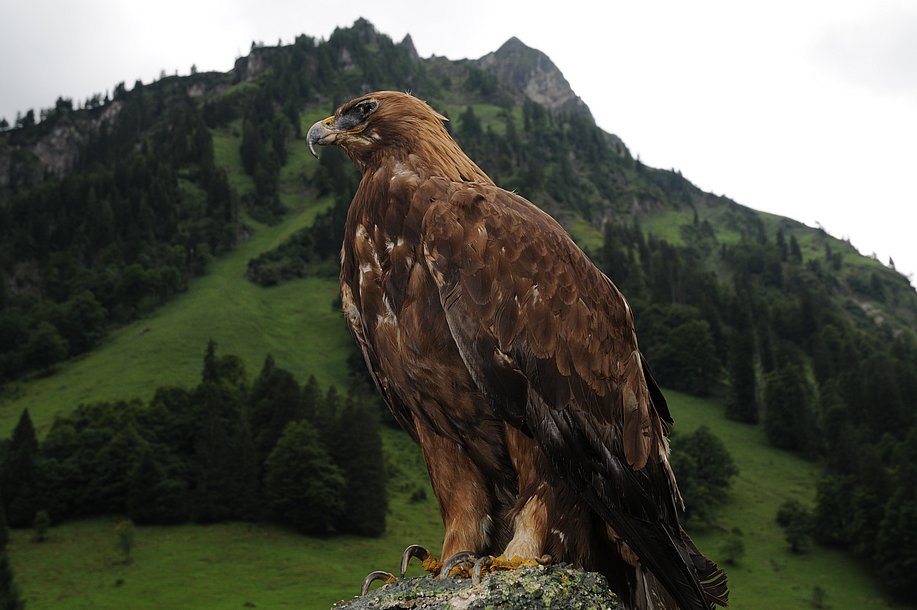 Steinadler vor einem Berg