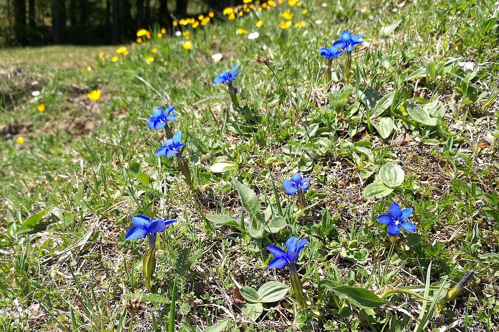 Frühlingsenzian auf einer Bergwiese