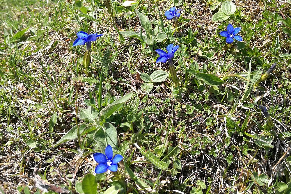 Frühlingsenzian auf einer Bergwiese