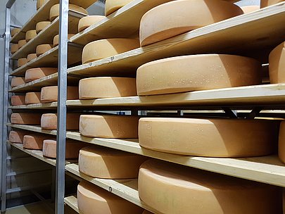 Käselaibe in einem Regal
