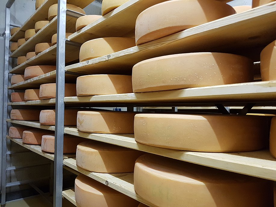 Käselaibe in einem Regal Käselaibe in einem Regal