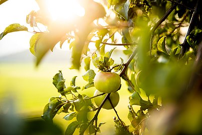 Schützenswert: Alte Apfelsorten im Allgäu